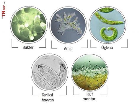 mikroskobik canlılar ile ilgili ilginç bilgiler